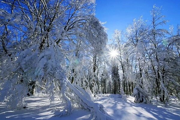 Forest in winter, Erbeskopf Mountain, 816m, Saar-Hunsrueck Nature Park, Rhineland-Palatinate