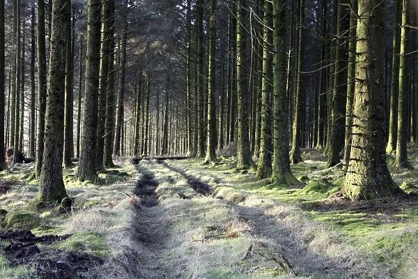 Forestry Commission plantation, Sousons, Dartmoor, Devon, England, United Kingdom, Europe