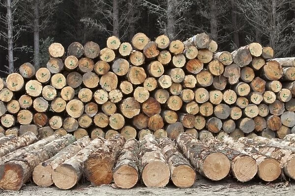 Forestry logs, Waikato, North Island, New Zealand, Pacific