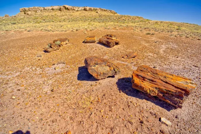 Framed Print : Formation called Agate Mesa, viewed from a group of petrified wood in the foreground Framed Print : Formation called Agate Mesa, viewed from a group of petrified wood in the foreground