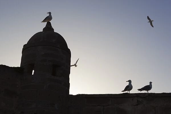 The fort silhouetted with seagulls, Essaouira, Atlantic coast, Morocco, North Africa, Africa