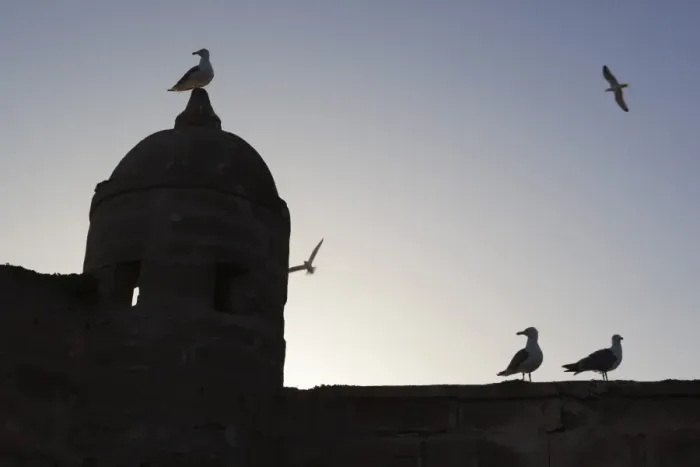 Framed Print : The fort silhouetted with seagulls, Essaouira, Atlantic coast, Morocco, North Africa, Africa Framed Print : The fort silhouetted with seagulls, Essaouira, Atlantic coast, Morocco, North Africa, Africa
