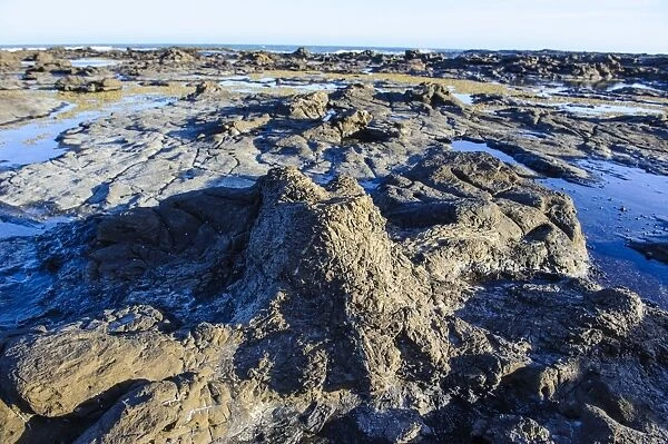 Fossilised Jurassic age trees exposed at low tide at Curio bay, the Catlins, South Island, New Zealand, Pacific