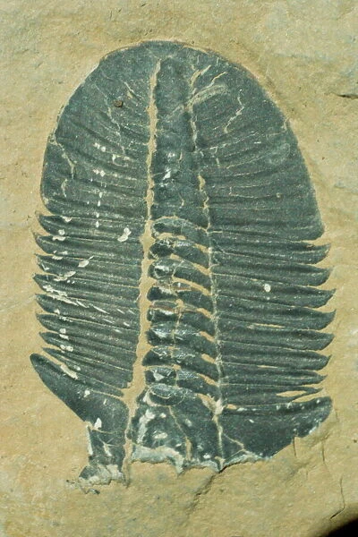 Fossils, Ogygiopsis klotzi, trilobite 50mm long, Lower Cambrian Stephen Formation