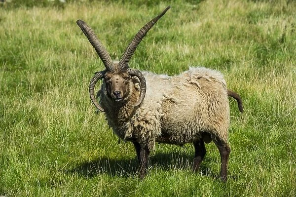 Four-horned Manx Loaghtan sheep (Ovis aries) in the living museum Cregneash village