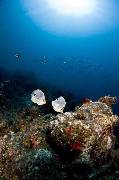 Foureye butterflyfish (Chaetodon capistratus), St. Lucia, West Indies, Caribbean, Central America
