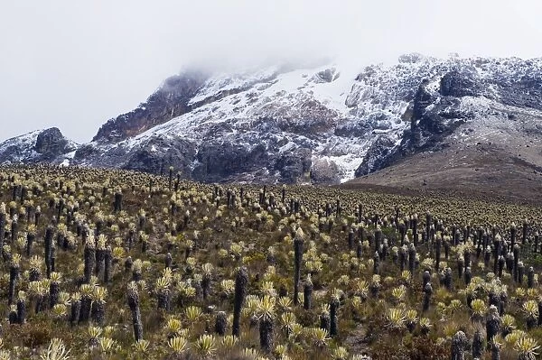 Frailejone plants growing near the glacier in Los Nevados National Park