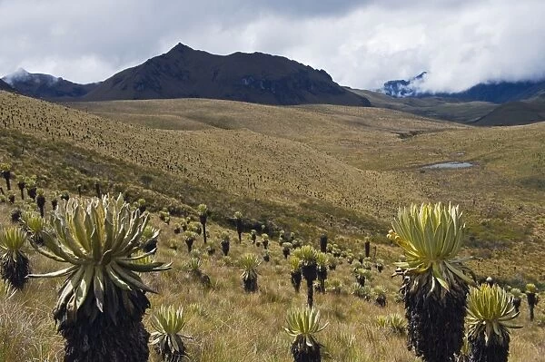 Frailejone plants in Los Nevados National Park, Salento, Colombia, South America