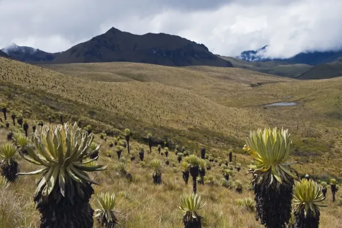 Framed Print : Frailejone plants in Los Nevados National Park, Salento, Colombia, South America Framed Print : Frailejone plants in Los Nevados National Park, Salento, Colombia, South America