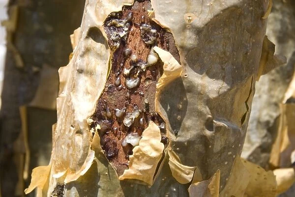 Frankincense, the resin seeping out into a cut in the trees bark, Dhofar Mountains