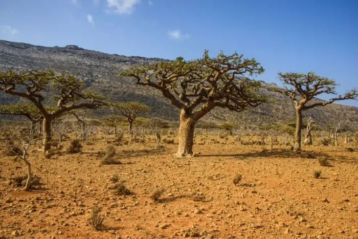 Framed Print : Frankincense trees (Boswellia elongata), Homil Protected Area, island of Socotra, UNESCO World Heritage Site, Yemen, Middle East Framed Print : Frankincense trees (Boswellia elongata), Homil Protected Area, island of Socotra, UNESCO World Heritage Site, Yemen, Middle East