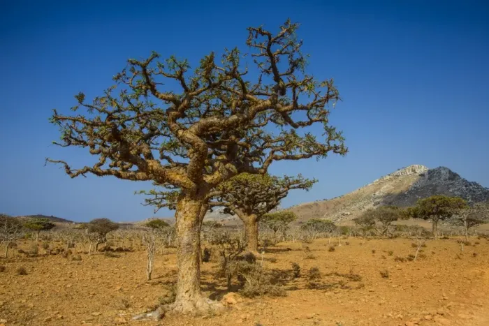 Framed Print : Frankincense trees (Boswellia elongata), Homil Protected Area, island of Socotra, UNESCO World Heritage Site, Yemen, Middle East Framed Print : Frankincense trees (Boswellia elongata), Homil Protected Area, island of Socotra, UNESCO World Heritage Site, Yemen, Middle East