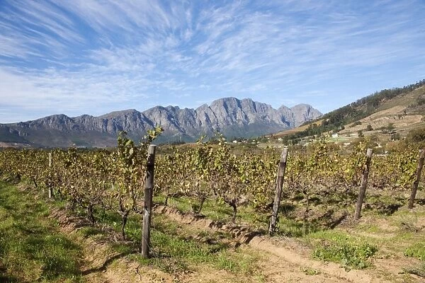 Franschoek, Cape winelands, Western Cape, South Africa, Africa