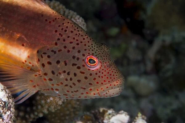 Freckled hawkfish (Paracirrhites forsteri) a reef fish that feeds on small fish and shrimps