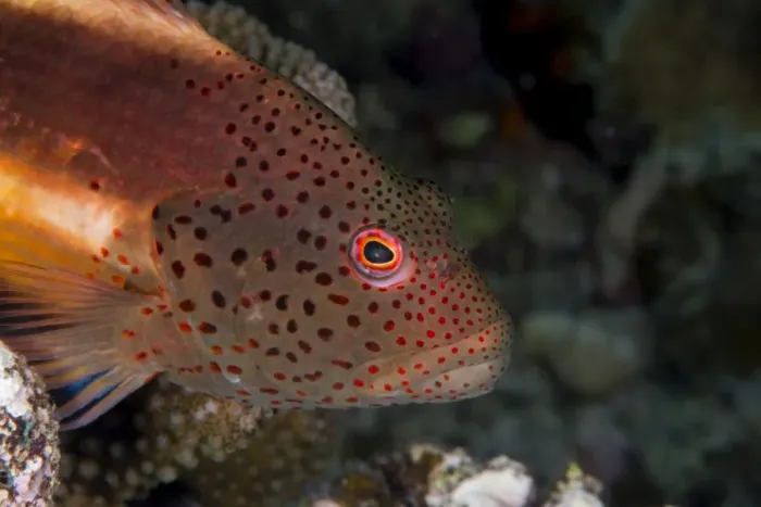 Framed Print : Freckled hawkfish (Paracirrhites forsteri) a reef fish that feeds on small fish and shrimps Framed Print : Freckled hawkfish (Paracirrhites forsteri) a reef fish that feeds on small fish and shrimps
