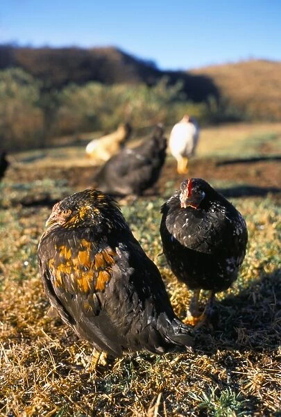 Free range chickens, Salta, Argentina, South America
