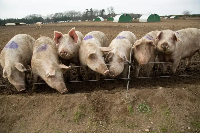 Framed Print : Free range pig farming, pork production, Shottisham, Suffolk, England, United Kingdom, Europe Framed Print : Free range pig farming, pork production, Shottisham, Suffolk, England, United Kingdom, Europe
