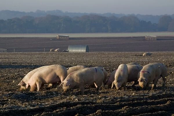Free range pig farming, Wiltshire, England, United Kingdom, Europe