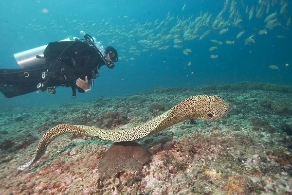 Free spotted eel, Dimaniyat Islands, Gulf of Oman, Oman, Middle East