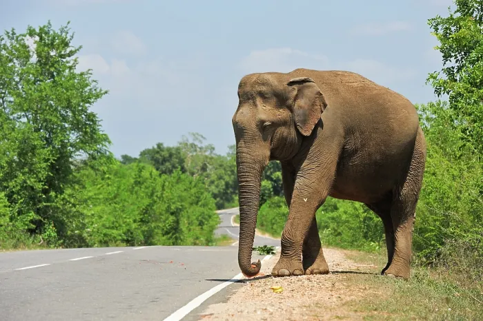 Framed Print : Free wild elephant waiting for gift from travellers on the edge of the road near Lunugamvehera National Park, Sri Lanka, Indian subcontinent, South Asia Framed Print : Free wild elephant waiting for gift from travellers on the edge of the road near Lunugamvehera National Park, Sri Lanka, Indian subcontinent, South Asia