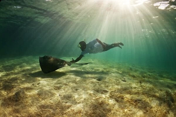 A freediver plays with a stingray, Antigua, West Indies, Caribbean, Central America