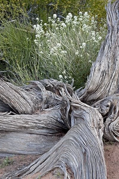 Fremonts peppergrass (Lepidium fremontii) behind a weathered juniper trunk