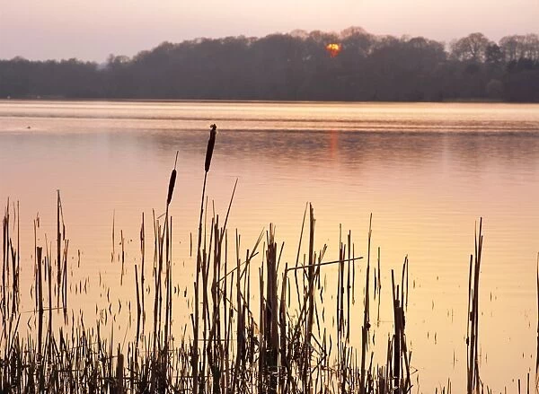 Frensham Great Pond at sunset with reeds in foreground, Frensham, Surrey, England