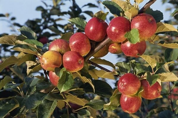 Frequin Rouge cider apples, Normandie, France, Europe