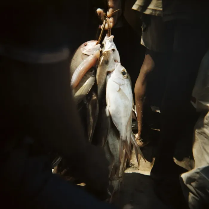 Framed Print : Fresh fish bundled with string, Mkokotoni, Zanzibar, Tanzania, East Africa, Africa Framed Print : Fresh fish bundled with string, Mkokotoni, Zanzibar, Tanzania, East Africa, Africa