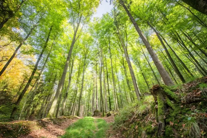 Framed Print : Fresh greens and a grassy path in a light-filled German forest, Baden-Wurttemberg Framed Print : Fresh greens and a grassy path in a light-filled German forest, Baden-Wurttemberg