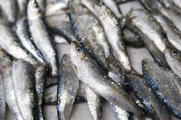 Fresh sardines for sale