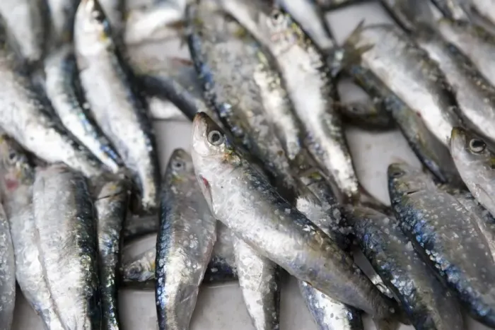 Framed Print : Fresh sardines for sale Framed Print : Fresh sardines for sale