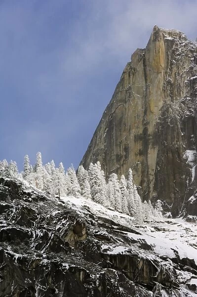 Fresh snow fall on trees on Cathedral Rock