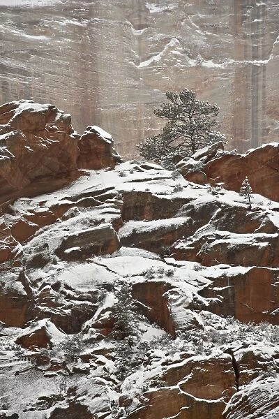 Fresh snow on a red rock cliff and evergreens, Zion National Park, Utah