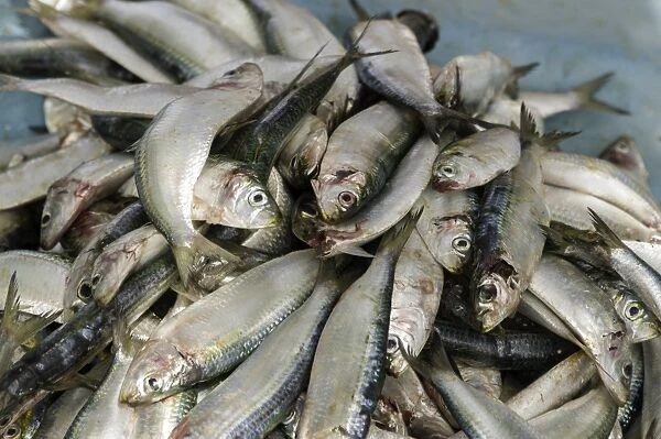 Freshly caught fish in the port of Negombo, Sri Lanka, Asia