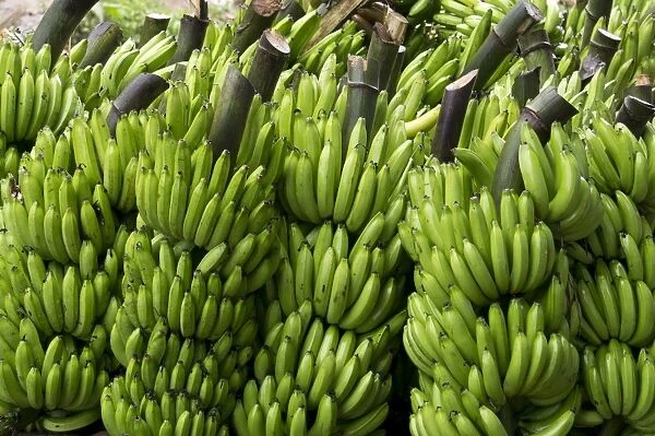 Freshly cut bananas, Peru, South America