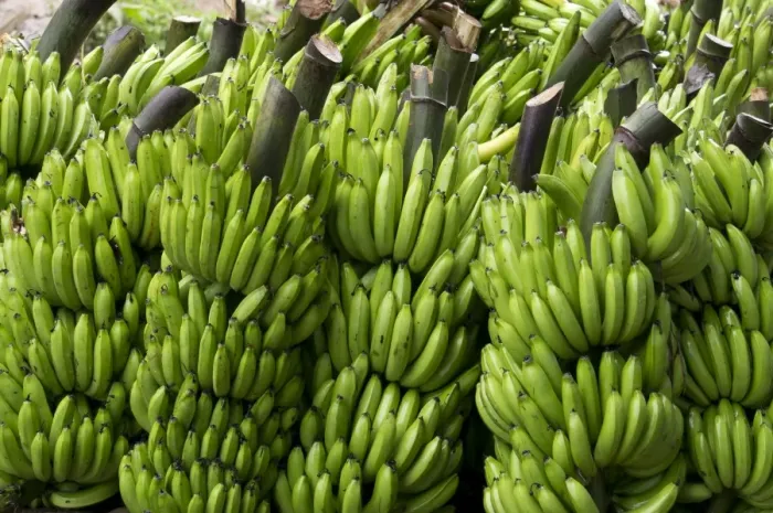 Framed Print : Freshly cut bananas, Peru, South America Framed Print : Freshly cut bananas, Peru, South America