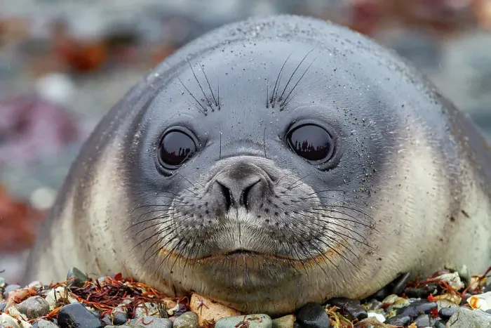 Framed Print : Friendly southern elephant seal (Mirounga leonina), weaner pup close up on the beach at Snow Island, Antarctica, Polar Regions Framed Print : Friendly southern elephant seal (Mirounga leonina), weaner pup close up on the beach at Snow Island, Antarctica, Polar Regions