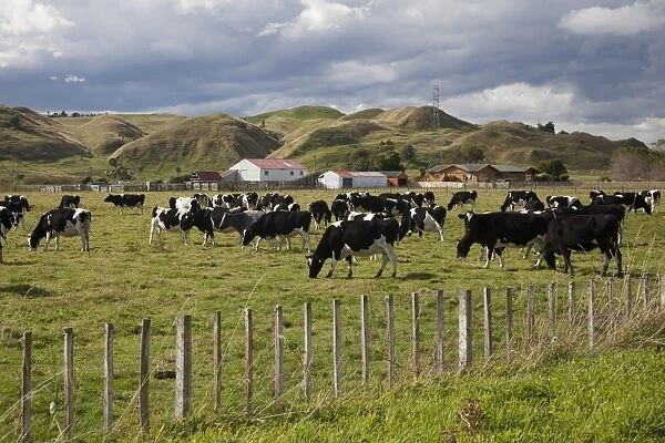 Friesian dairy cows, Turakina Valley near Whanganui, New Zealand, Pacific