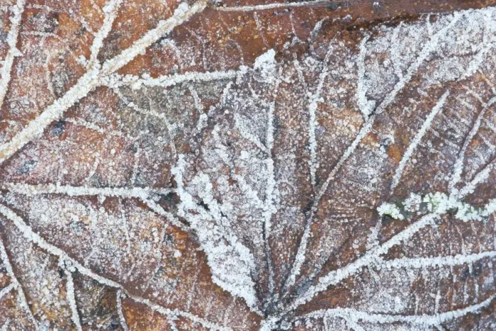 Framed Print : Frost covered autumnal leaves on grass, Peterborough, Cambs, England Framed Print : Frost covered autumnal leaves on grass, Peterborough, Cambs, England