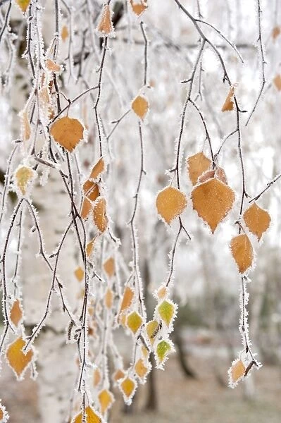 Frost-covered birch branches and leaves, town of Cakovice, Prague, Czech Republic, Europe
