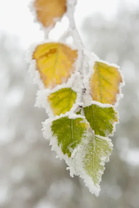 Framed Print : Frost-covered birch leaves, town of Cakovice, Prague, Czech Republic, Europe Framed Print : Frost-covered birch leaves, town of Cakovice, Prague, Czech Republic, Europe