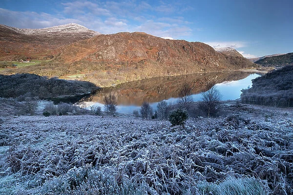 Frost covered Bracken above Llyn Dinas in winter, near Beddgelert, Snowdonia National Park (Eryri), North Wales, United Kingdom, Europe
