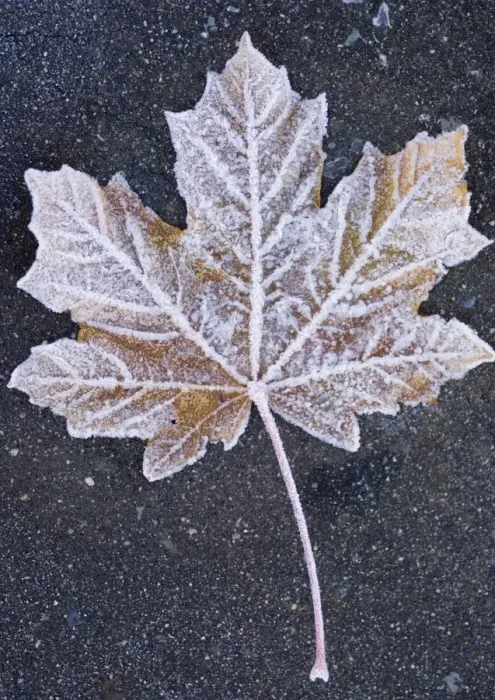 Framed Print : Frost covered leaf on tarmac road Framed Print : Frost covered leaf on tarmac road