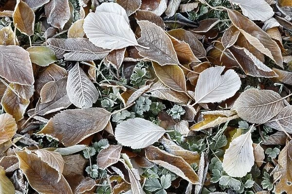 Frost covered leaves, Gloucestershire, England, United Kingdom, Europe