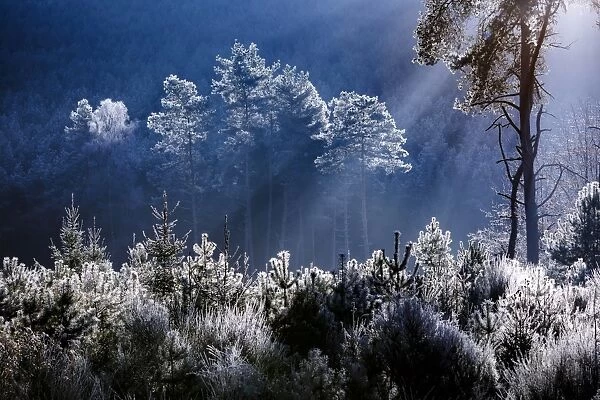 Frost covered trees in the forest in the commune of Baerenthal, in the Moselle region