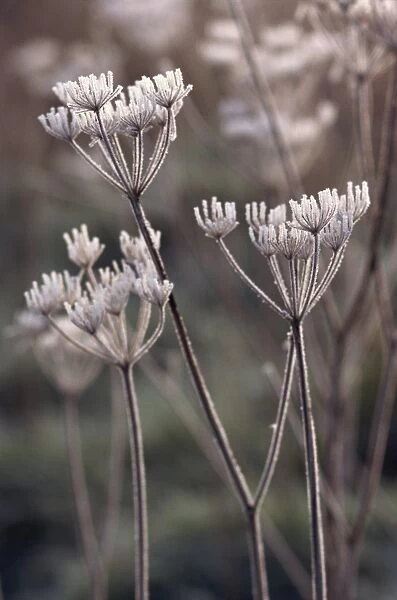 Frost covering stalks of a plant in winter