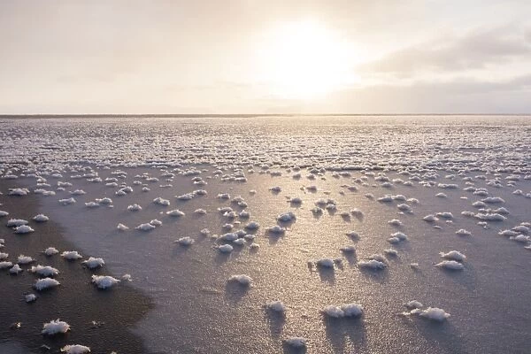 Frost flowers formed on thin sea ice when the atmosphere is much colder than the underlying ice