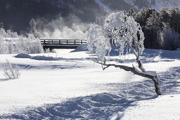 Frost on tree branches frames the snowy landscape, Celerina, Maloja, Canton of Graubunden