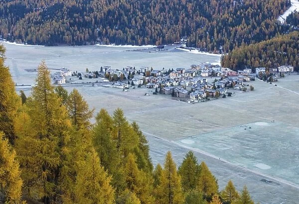 Frost whitening the meadows and the village of Surlej by St. Moritz in Engadine, surrounded by yellow larches in autumn, Graubunden, Swiss Alps, Switzerland, Europe